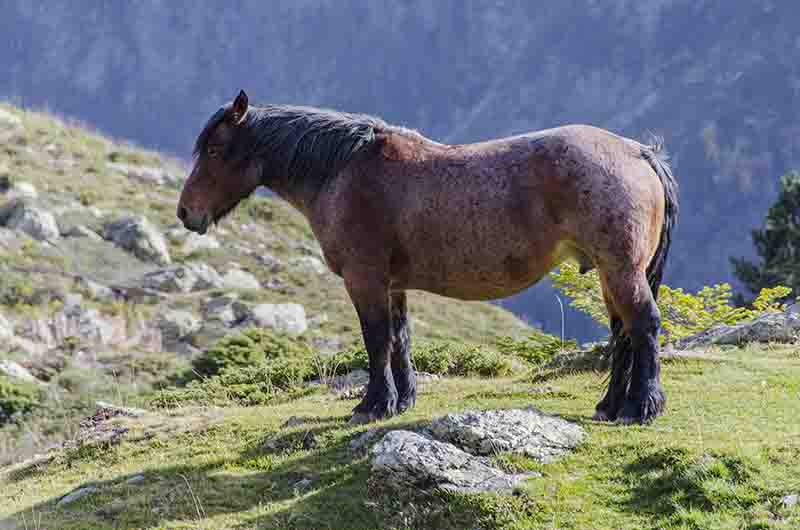 Caballo - Val d'Aran - Lleida - Catalunya 6.jpg